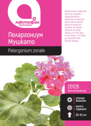 Пеларгониум / Мушкато