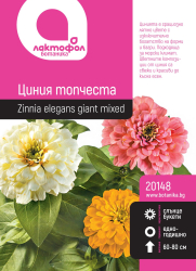 Циния топчеста